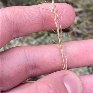 Aristida ramosa (Purple Wire Grass) at Greenway, ACT - 1 May 2025 by Tapirlord
