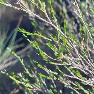 Asperula ambleia (Stiff Woodruff) at Greenway, ACT - 1 May 2025 by Tapirlord