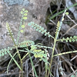 Indigofera adesmiifolia (Tick Indigo) at Greenway, ACT - 1 May 2025 by Tapirlord