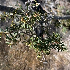 Lissanthe strigosa subsp. subulata (Peach Heath) at Greenway, ACT - 1 May 2025 by Tapirlord