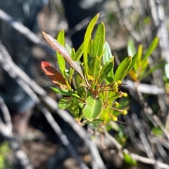 Dodonaea viscosa subsp. spatulata (Broad-leaved Hop Bush) at Greenway, ACT - 1 May 2025 by Tapirlord