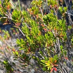 Micrantheum hexandrum (Box Micrantheum) at Greenway, ACT - 1 May 2025 by Tapirlord