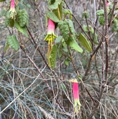 Correa reflexa var. reflexa (Common Correa, Native Fuchsia) at Greenway, ACT - 1 May 2025 by Tapirlord