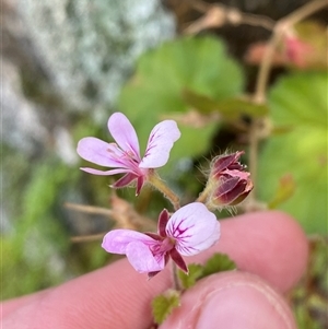 Pelargonium australe (Austral Stork's-bill) at Greenway, ACT - 1 May 2025 by Tapirlord