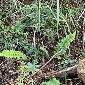 Pellaea calidirupium (Hot Rock Fern) at Greenway, ACT - 1 May 2025 by Tapirlord