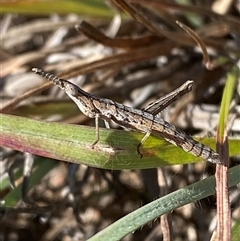 Keyacris scurra (Key's Matchstick Grasshopper) at Kambah, ACT - 11 Apr 2025 by Tapirlord