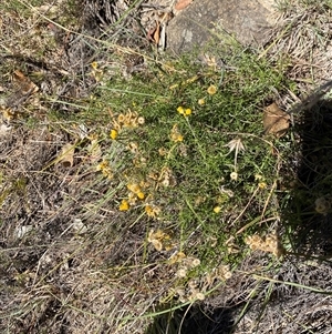 Chrysocephalum semipapposum (Clustered Everlasting) at Kambah, ACT - 11 Apr 2025 by Tapirlord