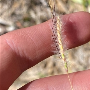 Dichanthium sericeum (Queensland Blue-grass) at Kambah, ACT - 11 Apr 2025 by Tapirlord