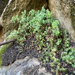 Asplenium subglandulosum (Blanket Fern) at Kambah, ACT - 11 Apr 2025 by Tapirlord