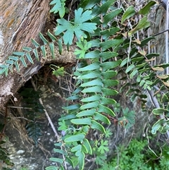 Pellaea calidirupium (Hot Rock Fern) at Kambah, ACT - 11 Apr 2025 by Tapirlord