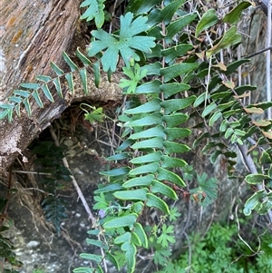 Pellaea calidirupium (Hot Rock Fern) at Kambah, ACT - 11 Apr 2025 by Tapirlord