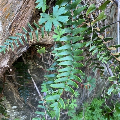 Pellaea calidirupium (Hot Rock Fern) at Kambah, ACT - 11 Apr 2025 by Tapirlord