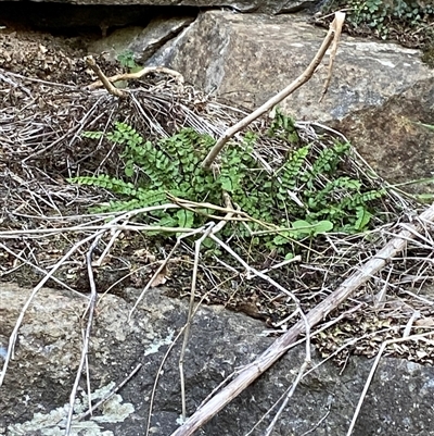 Asplenium trichomanes (Common Spleenwort) at Kambah, ACT - 11 Apr 2025 by Tapirlord