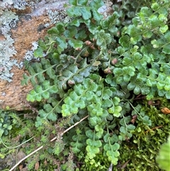 Asplenium subglandulosum (Blanket Fern) at Kambah, ACT - 1 May 2025 by Tapirlord