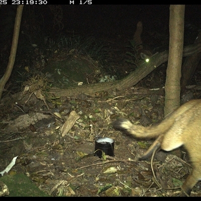 Vulpes vulpes (Red Fox) at Foxground, NSW - 25 Sep 2024 by howie