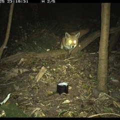 Vulpes vulpes at Foxground, NSW - 25 Sep 2024 11:19 PM