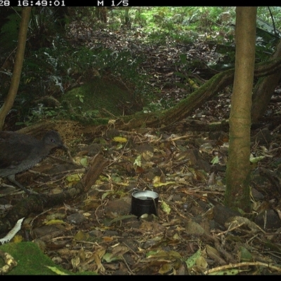 Menura novaehollandiae (Superb Lyrebird) at Foxground, NSW - 28 Sep 2024 by howie