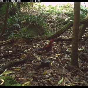 Platycercus elegans (Crimson Rosella) at Foxground, NSW - 29 Sep 2024 by howie