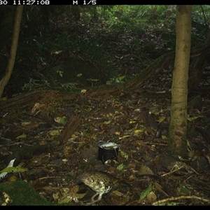 Zoothera lunulata (Bassian Thrush) at Foxground, NSW - 30 Sep 2024 by howie