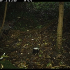 Wallabia bicolor (Swamp Wallaby) at Foxground, NSW - 30 Sep 2024 by howie