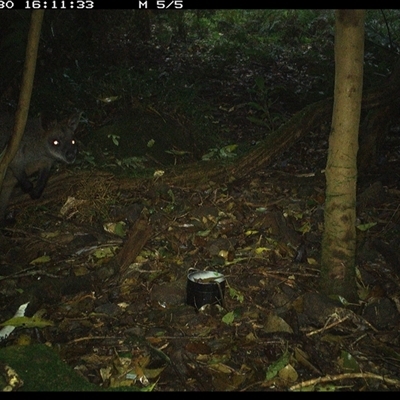 Wallabia bicolor (Swamp Wallaby) at Foxground, NSW - 30 Sep 2024 by howie