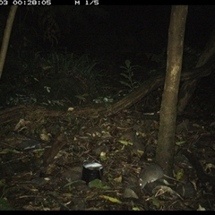 Rattus fuscipes (Bush Rat) at Foxground, NSW - 3 Oct 2024 by howie