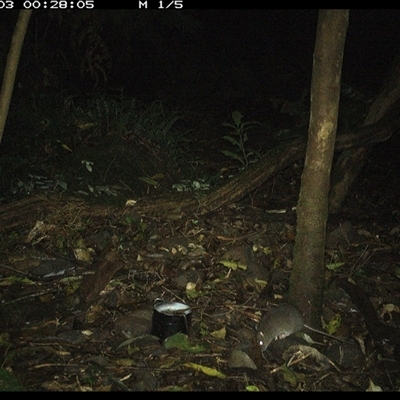 Rattus fuscipes (Bush Rat) at Foxground, NSW - 3 Oct 2024 by howie