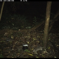 Rattus fuscipes at Foxground, NSW - 3 Oct 2024 12:28 AM