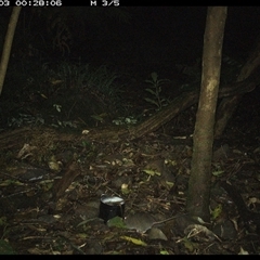 Rattus fuscipes at Foxground, NSW - 3 Oct 2024 12:28 AM