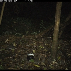 Rattus fuscipes at Foxground, NSW - 3 Oct 2024 12:28 AM