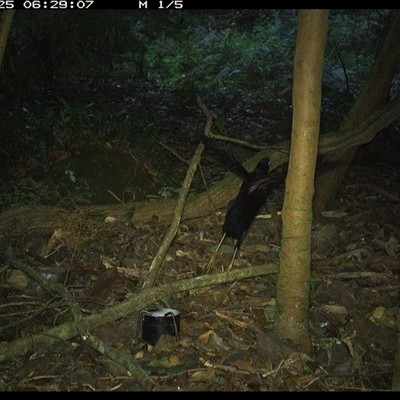 Ptilonorhynchus violaceus (Satin Bowerbird) at Foxground, NSW - 25 Oct 2024 by howie