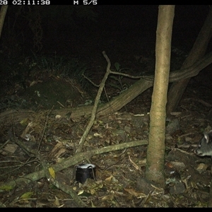 Trichosurus vulpecula at Foxground, NSW - 28 Oct 2024 by howie