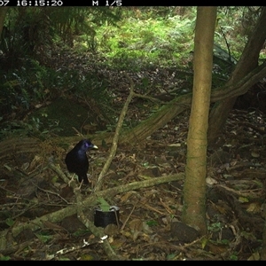 Ptilonorhynchus violaceus (Satin Bowerbird) at Foxground, NSW - 7 Nov 2024 by howie