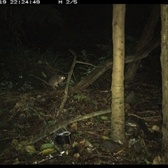 Pseudocheirus peregrinus (Common Ringtail Possum) at Foxground, NSW - 19 Nov 2024 by howie