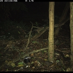 Pseudocheirus peregrinus at Foxground, NSW - 19 Nov 2024 10:24 PM