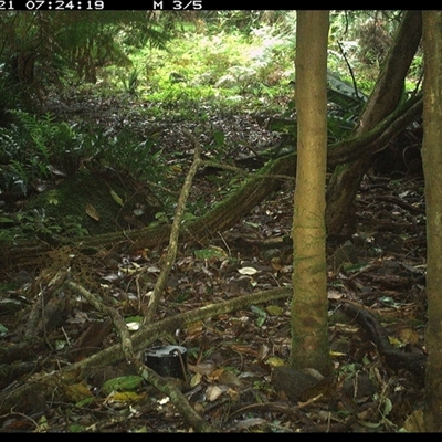 Neosericornis citreogularis (Yellow-throated Scrubwren) at Foxground, NSW - 21 Nov 2024 by howie