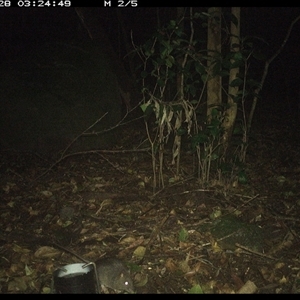 Rattus fuscipes (Bush Rat) at Foxground, NSW - 28 Sep 2024 by howie