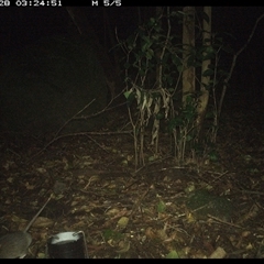 Rattus fuscipes at Foxground, NSW - 28 Sep 2024 03:24 AM