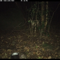 Rattus fuscipes at Foxground, NSW - 28 Sep 2024 03:24 AM