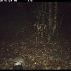 Rattus fuscipes at Foxground, NSW - 28 Sep 2024 03:24 AM