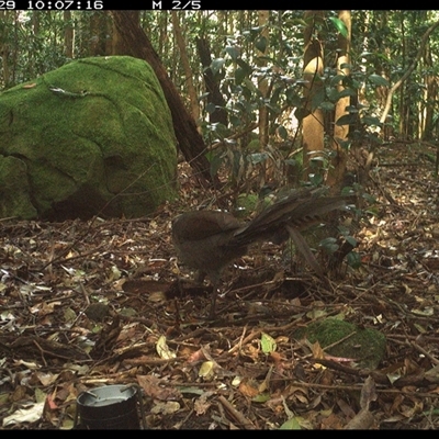 Menura novaehollandiae (Superb Lyrebird) at Foxground, NSW - 29 Sep 2024 by howie