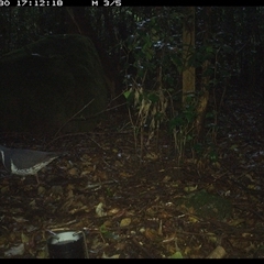 Leucosarcia melanoleuca at Foxground, NSW - 30 Sep 2024 05:12 PM