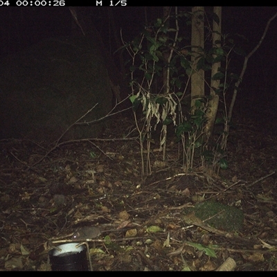 Antechinus stuartii (Brown Antechinus) at Foxground, NSW - 4 Oct 2024 by howie