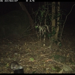 Rattus fuscipes (Bush Rat) at Foxground, NSW - 6 Oct 2024 by howie