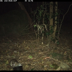 Rattus fuscipes (Bush Rat) at Foxground, NSW - 6 Oct 2024 by howie