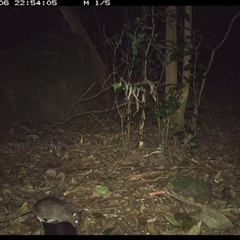 Rattus fuscipes at Foxground, NSW - 6 Oct 2024 10:54 PM