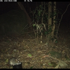 Rattus fuscipes at Foxground, NSW - 6 Oct 2024 10:54 PM