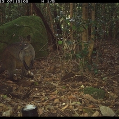 Wallabia bicolor (Swamp Wallaby) at Foxground, NSW - 13 Oct 2024 by howie