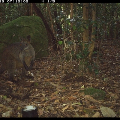 Wallabia bicolor (Swamp Wallaby) at Foxground, NSW - 13 Oct 2024 by howie