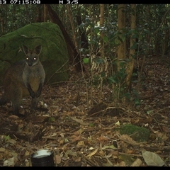 Wallabia bicolor at Foxground, NSW - 13 Oct 2024 07:15 AM